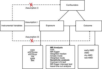 Association between chronic kidney disease and age-related macular degeneration: a Mendelian randomization study